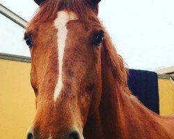 jumper Billy Fraulein (anglo european sporthorse, 2009, from Billy Congo)