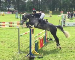 Springpferd Cimbu (Rheinländer, 2012, von Capistrano 2)