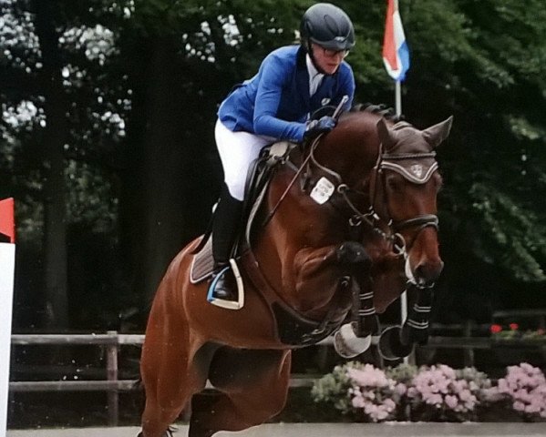 Springpferd Cliff GM (Hannoveraner, 2010, von Cloney)