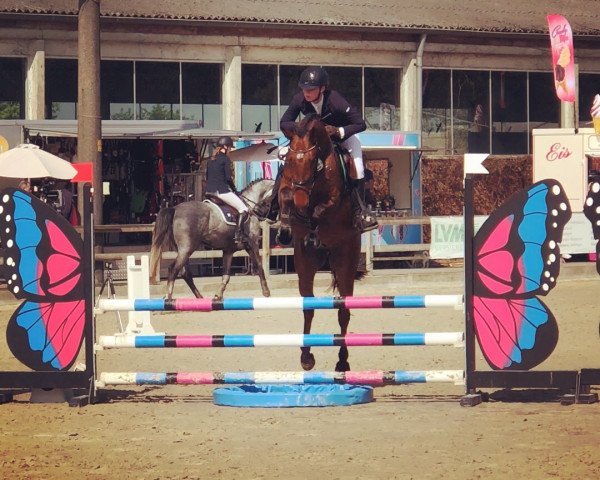 jumper Carpintero 3 (German Warmblood, 2014, from Cartusch 21)