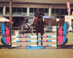 jumper Carpintero 3 (German Warmblood, 2014, from Cartusch 21)