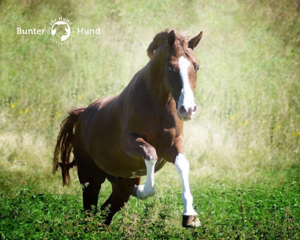 Dressurpferd Cracker Blue Eye (Deutsches Reitpony, 2012, von FS Cracker Jack) Dressurpferd Cracker Blue Eye (Deutsches Reitpony, 2012, von FS Cracker Jack)