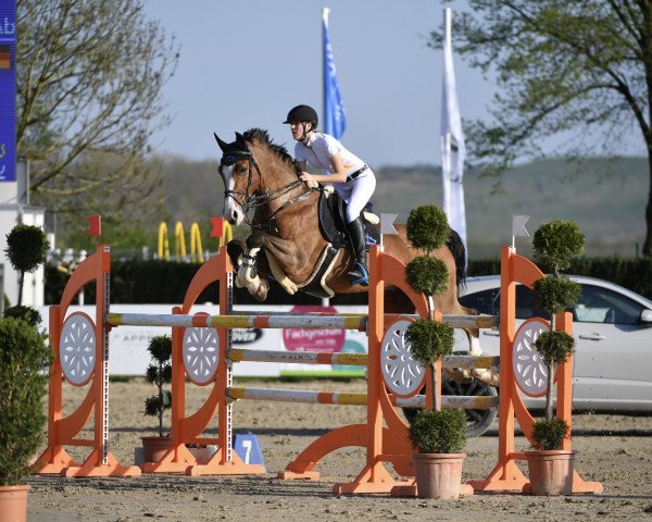 Springpferd Loenneberger 3 (Westfale, 2003, von Lissabon 29)