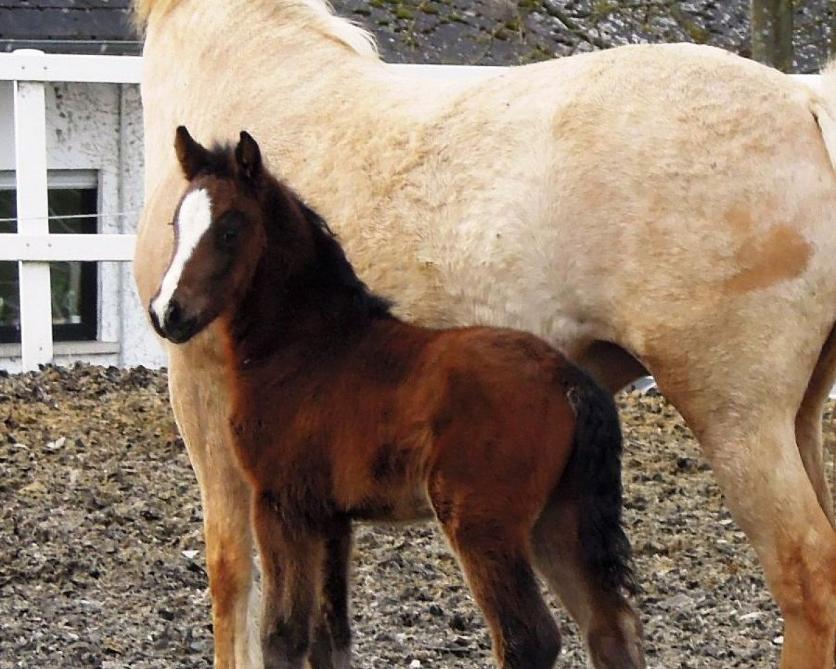 Hest RM Converse (Tysk Ridepony, 2018, fra Cosmopolitan NRW)