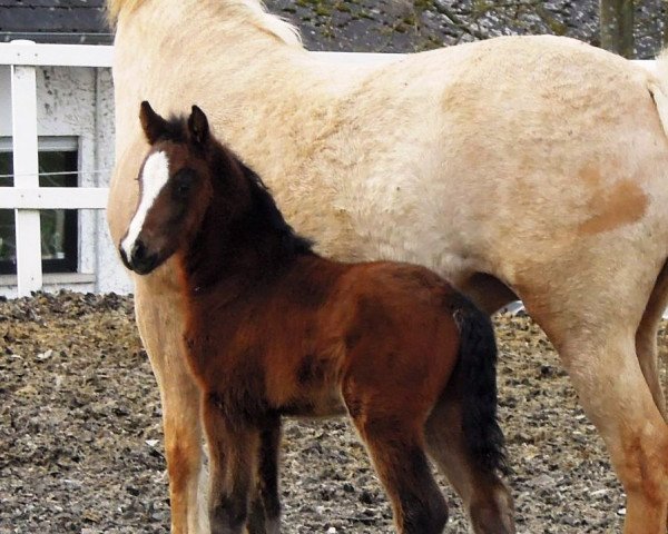 Pferd RM Converse (Deutsches Reitpony, 2018, von Cosmopolitan NRW)