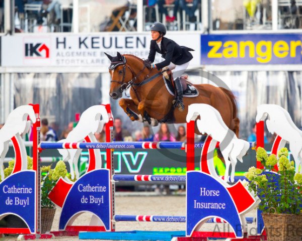 jumper Jule van den Tinnenpot (Belgian Warmblood, 2009, from Calvaro Z)