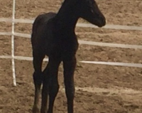 broodmare Holly Hickstead (Hanoverian, 2018, from HICKSTEAD WHITE)