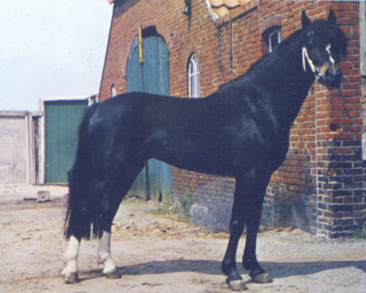 stallion Cusop Colonel (Welsh-Pony (Section B), 1965, from Cusop Burglar)