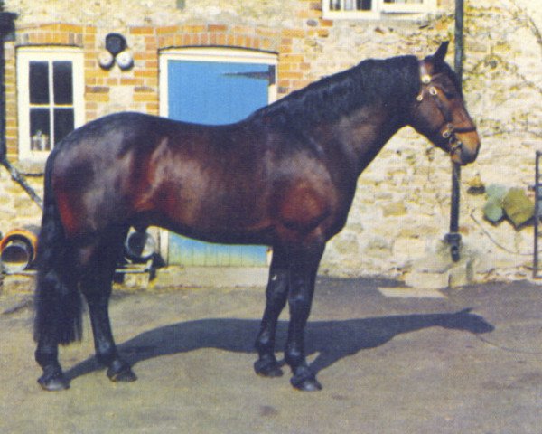 horse Knaresborough Sir Robert (Cleveland Bay, 1968, from Mulgrave Supreme)