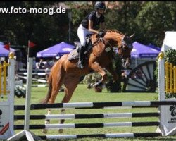 jumper Alanaa's Iceman xx (Thoroughbred, 2010, from Korom xx)