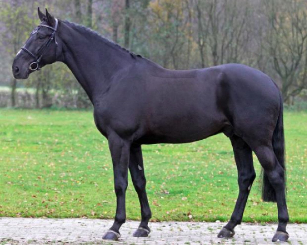 stallion Glasgow van het Merelsnest (Belgian Warmblood, 2006, from Nabab de Rêve)