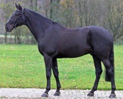 stallion Glasgow van het Merelsnest (Belgian Warmblood, 2006, from Nabab de Rêve)