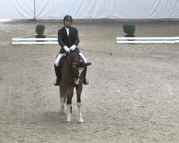Reitturnier Viernheim 2018