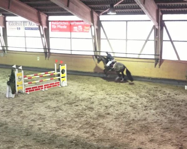 Reitturnier Bülach 2018