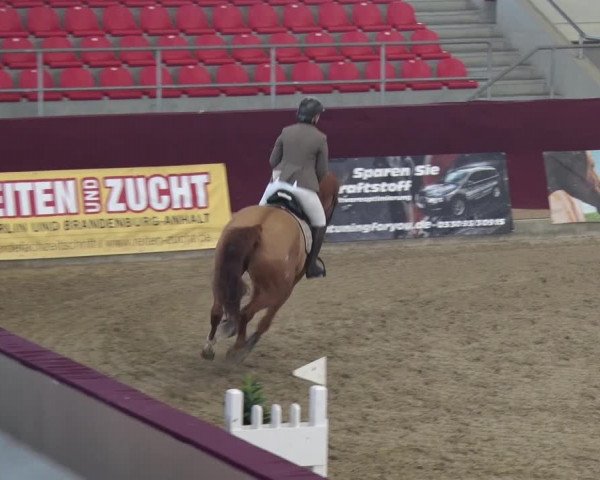 Reitturnier Neustadt/Dosse 2018