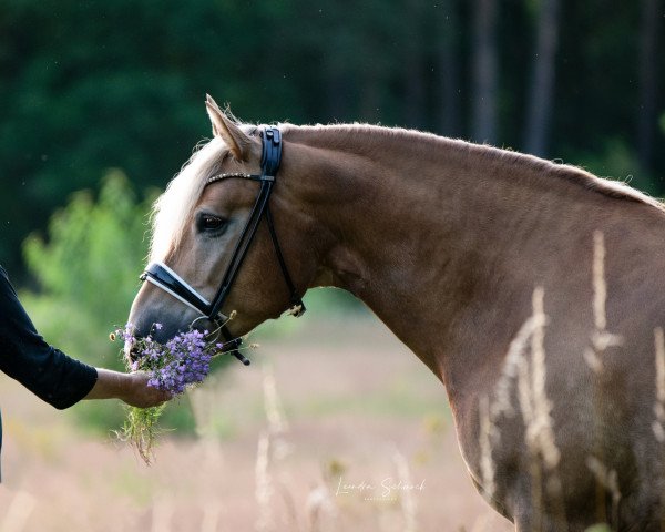 dressage horse Avalon 310 (Haflinger, 2007, from Arachon I)