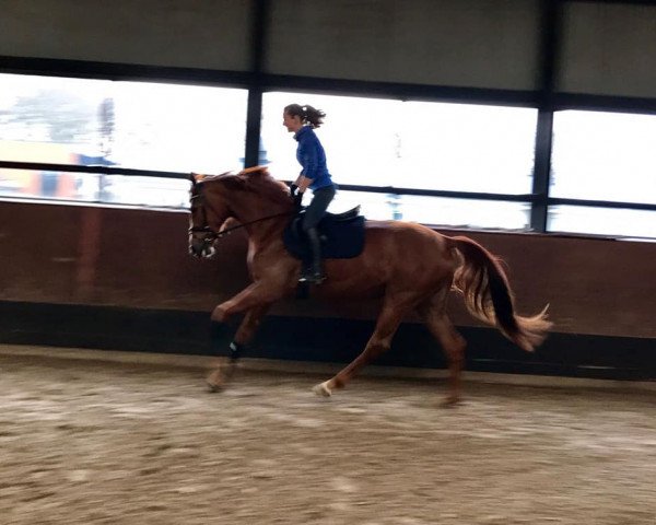 Pferd San Fortuna (Oldenburger, 2015, von Radisson)