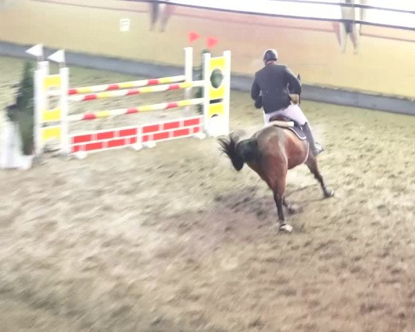 Reitturnier Bülach 2018