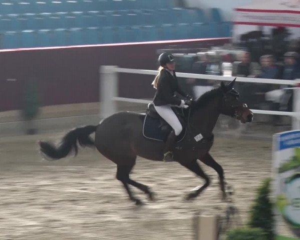 Reitturnier Neustadt/Dosse 2018