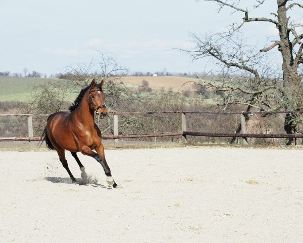 broodmare Serjade (German Sport Horse, 2015, from Franziskus FRH)