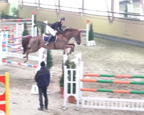 Reitturnier Bülach 2018