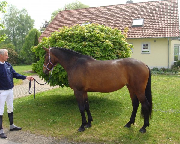 Springpferd Chanell di Coco (Holsteiner, 2006, von Corofino II)