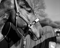 dressage horse Allegro Hl (Holsteiner, 2008, from Acolord)
