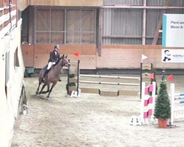 Reitturnier Bülach 2018