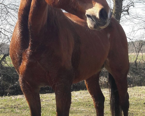 broodmare Amira (German Sport Horse, 2003, from Acadius)