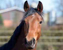 dressage horse Franziska 241 (Oldenburg, 2016, from Franziskus FRH)