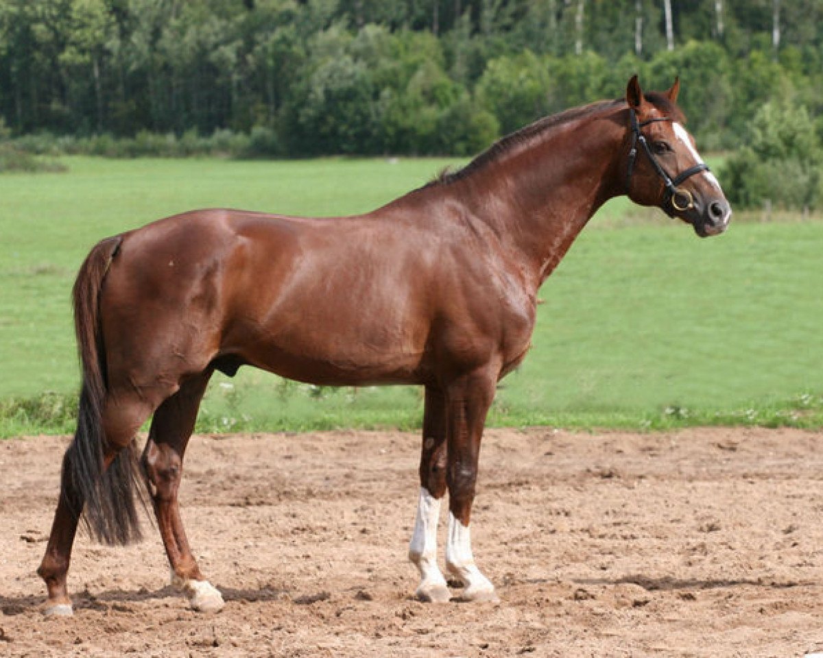 stallion Guidons (Latvian Warmblood, 1996, from Guido)