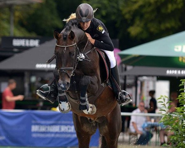 stallion Lordanos Boy GM (Zweibrücken, 2010, from Lordano)