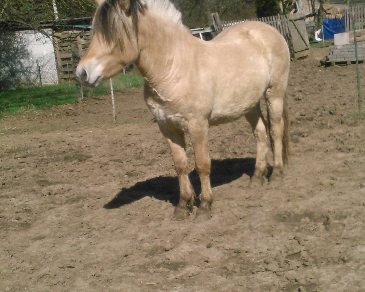 Pferd Peikea (Fjordpferd, 2016, von Stedje)
