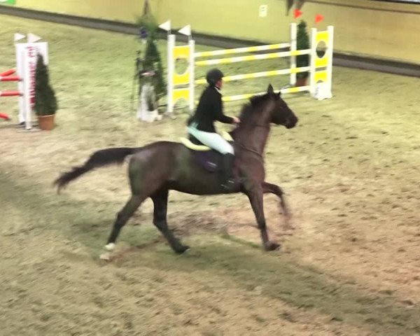 Reitturnier Bülach 2018