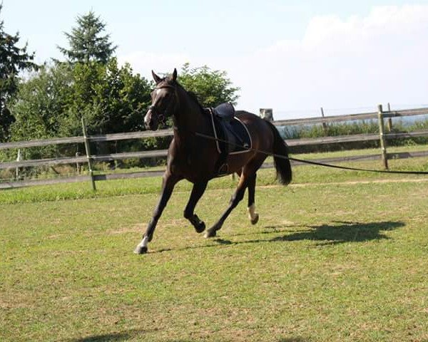 horse Tamira (Württemberger, 2006, from Tintoretto)