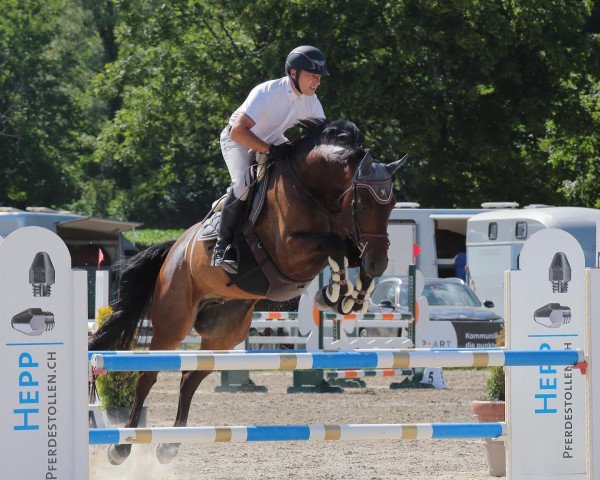 jumper Gaia Mona (KWPN (Royal Dutch Sporthorse), 2011, from Ultimo)