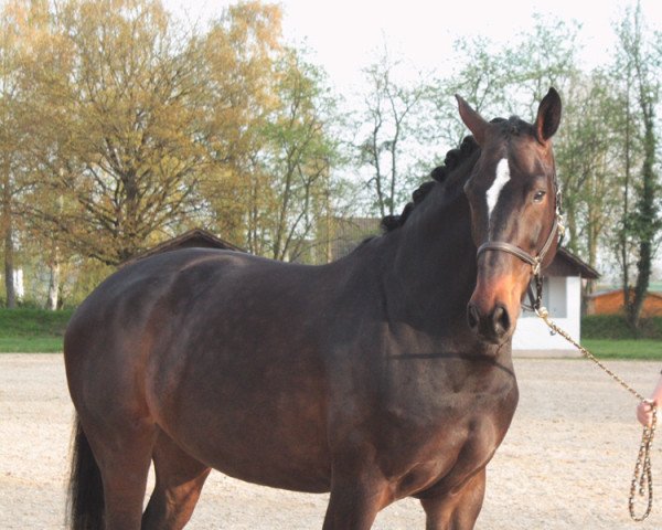 broodmare Dorina 1017 (Westphalian, 2012, from Diatano)
