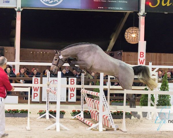 stallion Cornetto DB Z (Belgian Warmblood, 2015, from Cornet Obolensky) stallion Cornetto DB Z (Belgian Warmblood, 2015, from Cornet Obolensky)