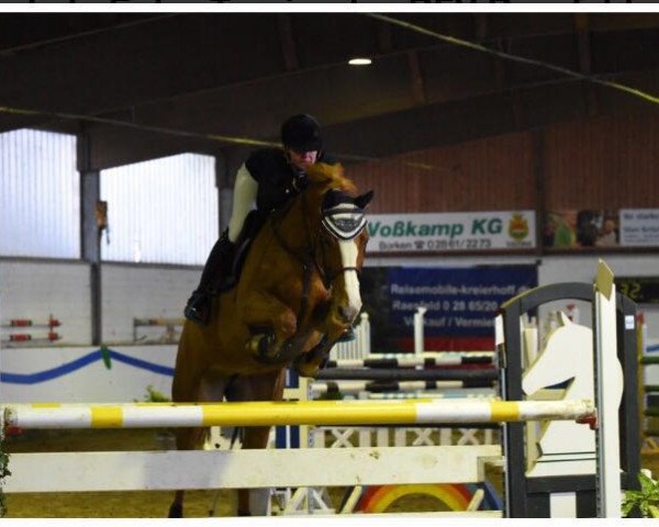 Springpferd Coco Snuss (Zangersheide Reitpferd, 2011, von Crown Z)