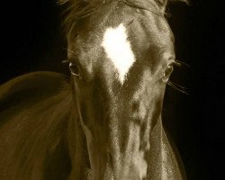 dressage horse Sir Luis 3 (German Sport Horse, 2014, from Sir Donnerhall I)