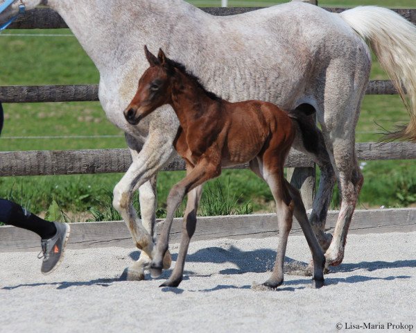 horse Graf Aurelio (Trakehner, 2018, from Tambour)