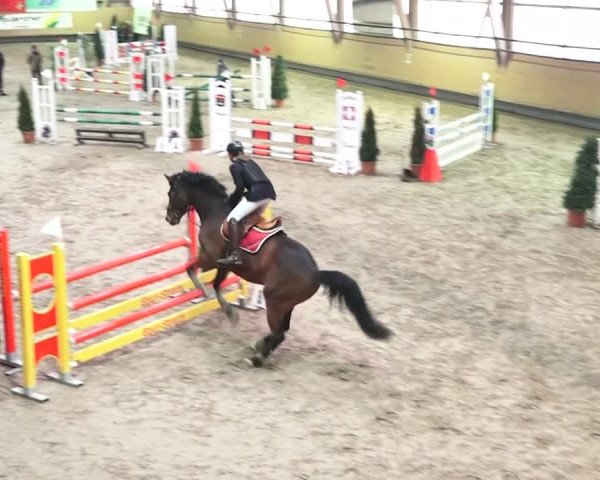 Reitturnier Bülach 2018