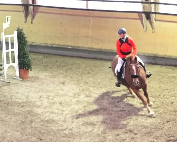 Reitturnier Bülach 2018