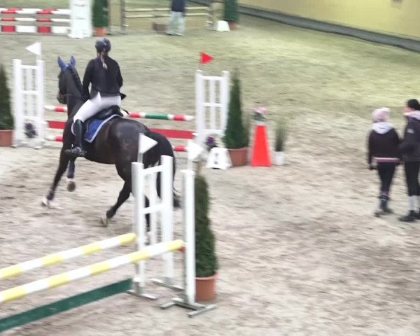 Reitturnier Bülach 2018