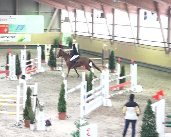 Reitturnier Bülach 2018