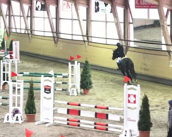 Reitturnier Bülach 2018