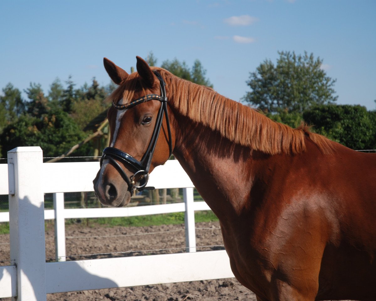 broodmare Die Kleine Prinzessin B (German Riding Pony, 2013, from Dance Star AT NRW)