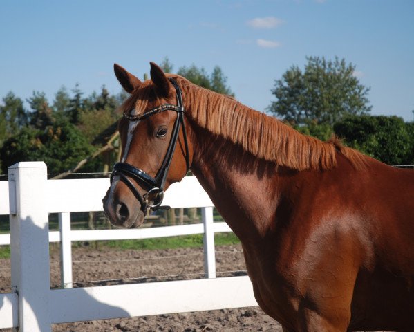 broodmare Die Kleine Prinzessin B (German Riding Pony, 2013, from Dance Star AT NRW)