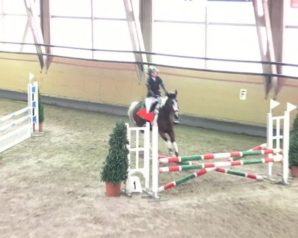 Reitturnier Bülach 2018