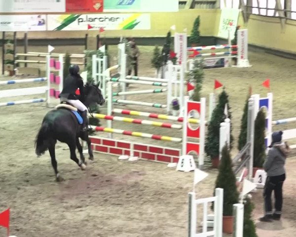 Reitturnier Bülach 2018